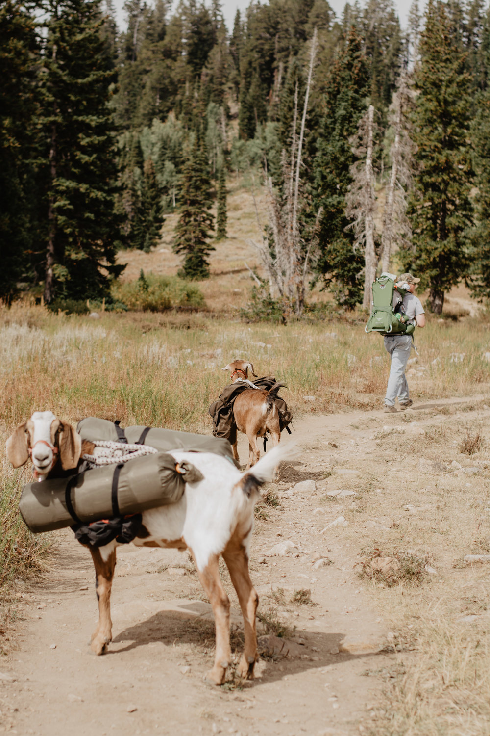Jocilyn Bennett Photography | National Park Elopement Photography |Capturing raw and genuine emotion | Goat backpacking | Logan Canyon |