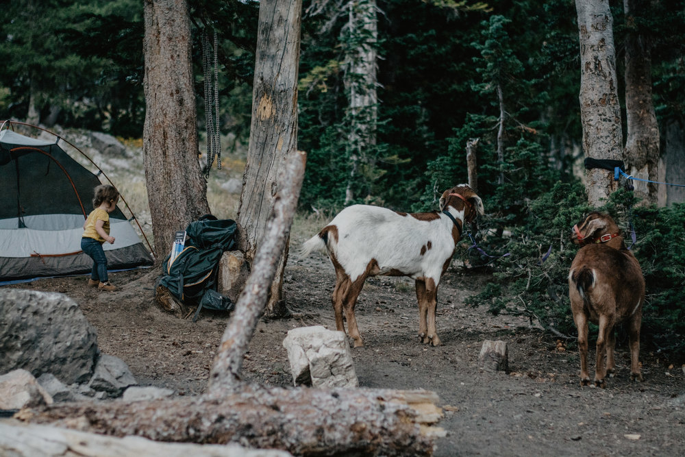 Jocilyn Bennett Photography | National Park Elopement Photography | Capturing raw and genuine emotion | Goat backpacking | Logan Canyon | Camping with a toddler |