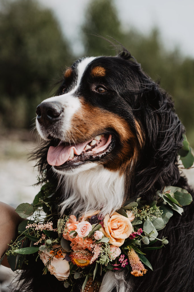 Beautiful Shepard dog with a florals and eucalyptus collar for their owners wedding day posing in the Tetons
