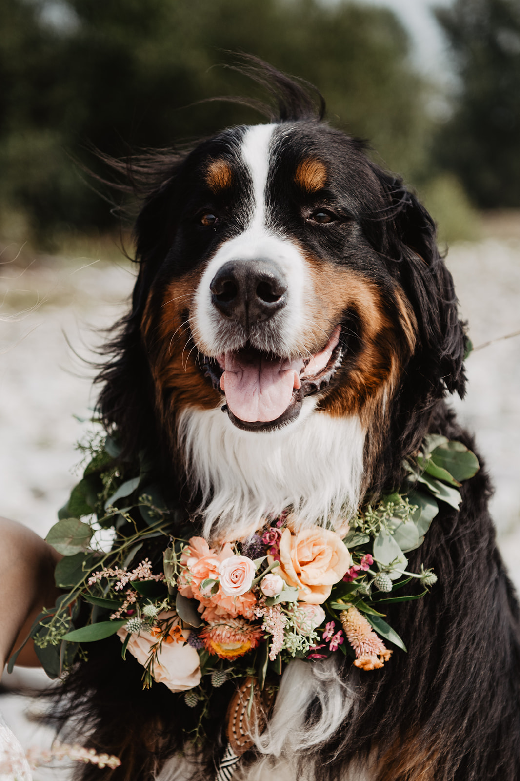 Jackson Hole elopement with dog wearing a floral wreath that is being worn as a collar