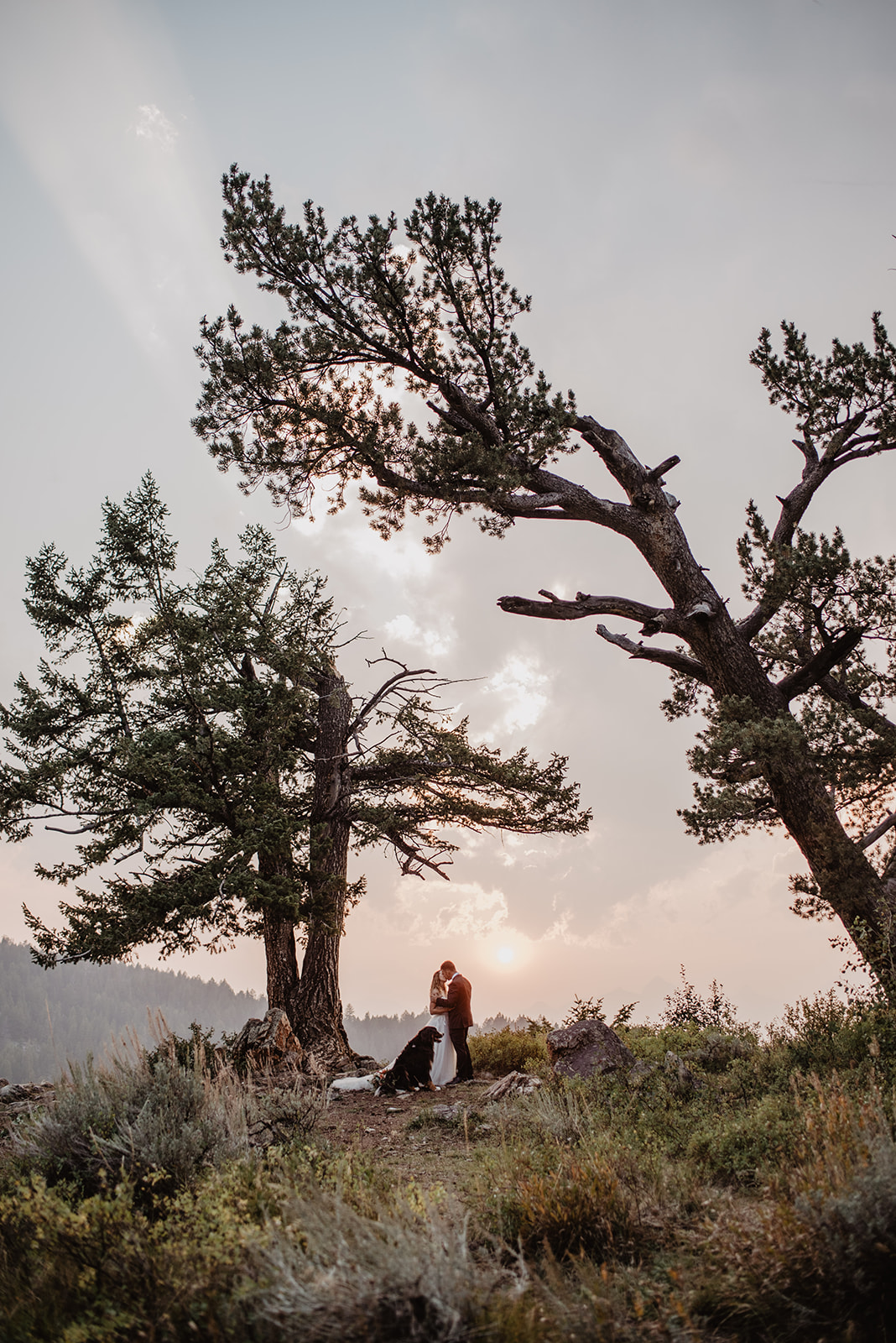 bride, groom and thier dog at the wedding tree at sunset in Jackson Hole in the Tetons