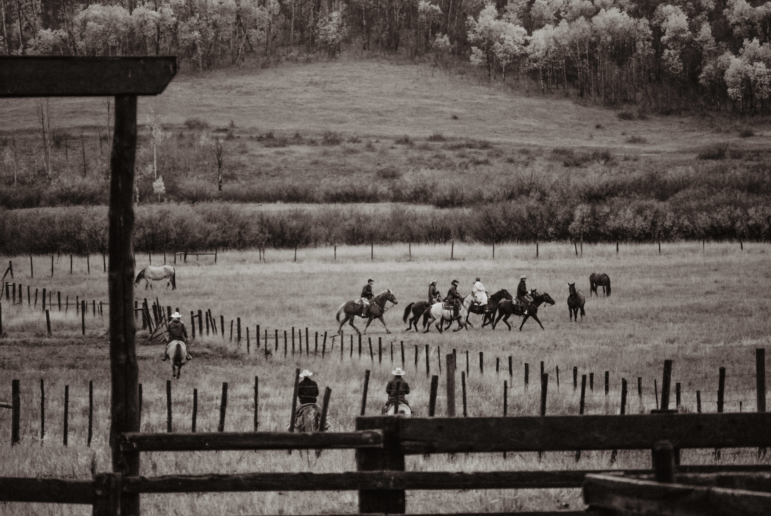 ranch family traditions shared by Wyoming wedding photographer with a wide open field and some cattle on it with a cowboy in black and white image