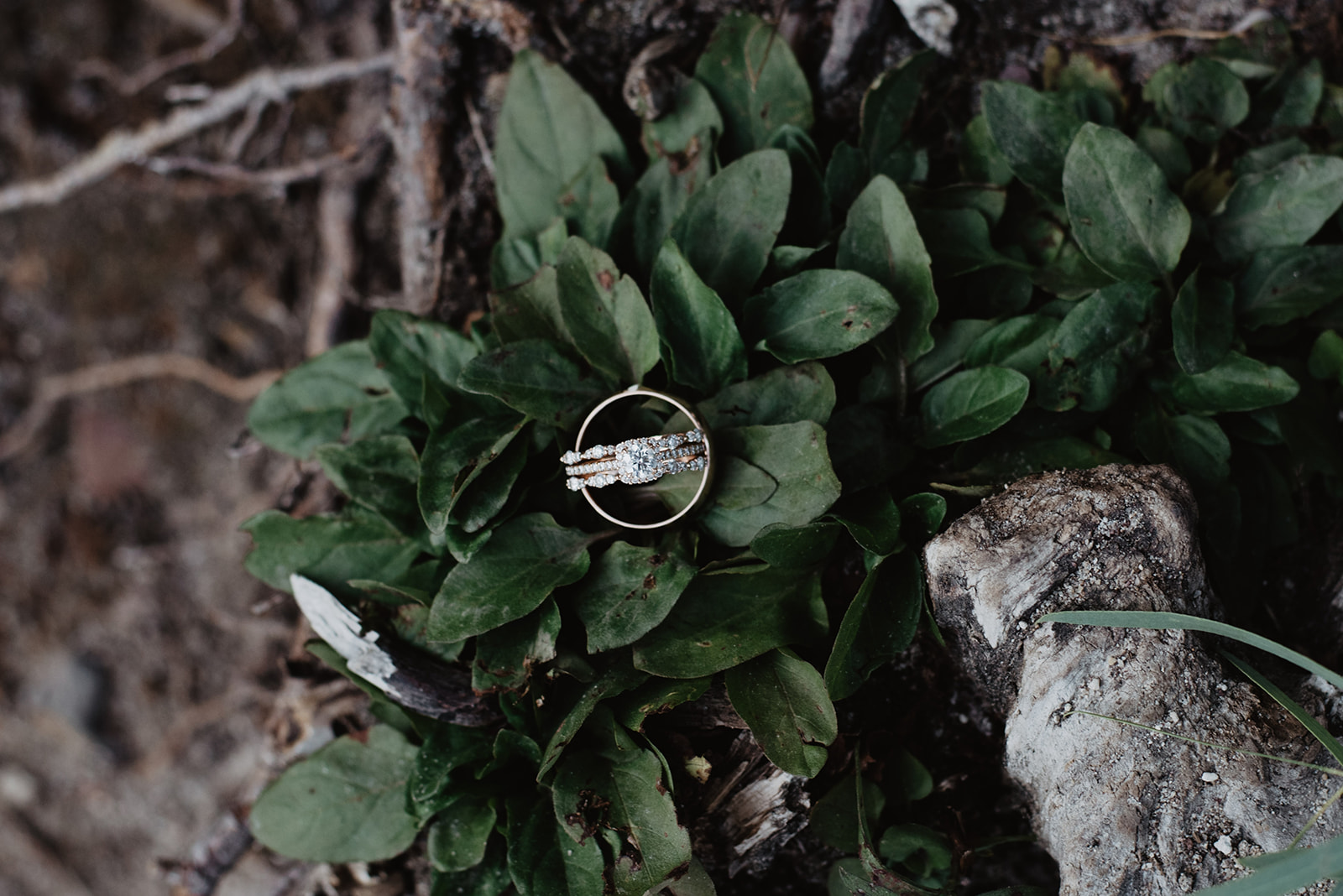 detail ring shot of bride and grooms rings sitting on a piece of dark greenery on the forest floor in Jackson Hole